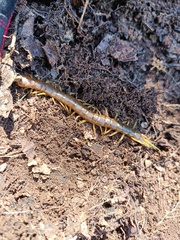 Scolopendra pomacea