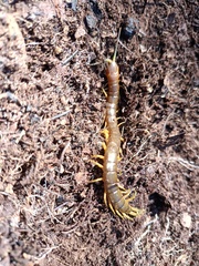 Scolopendra pomacea