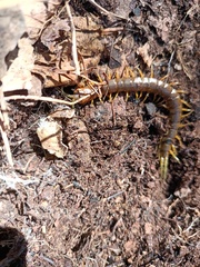 Scolopendra pomacea