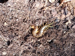Scolopendra pomacea