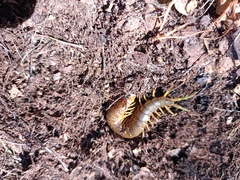 Scolopendra pomacea