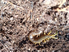 Scolopendra pomacea