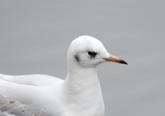 Chroicocephalus ridibundus