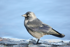 Corvus monedula