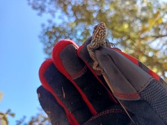 Sceloporus bicanthalis
