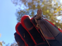 Sceloporus bicanthalis