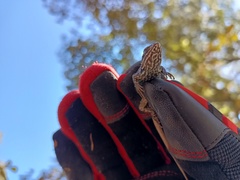 Sceloporus bicanthalis