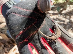 Sceloporus bicanthalis