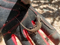 Sceloporus bicanthalis