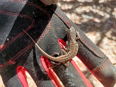 Sceloporus bicanthalis