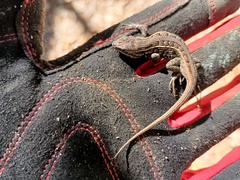 Sceloporus bicanthalis
