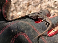 Sceloporus bicanthalis