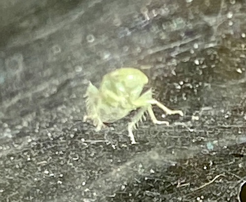 iNaturalist observation photo of Iassinae