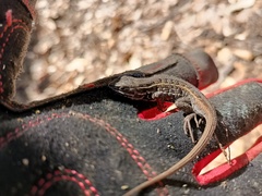 Sceloporus bicanthalis
