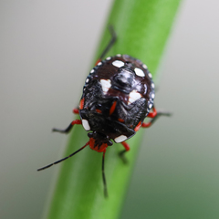 Chinavia erythrocnemis