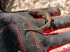 Sceloporus bicanthalis