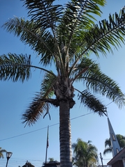 Syagrus romanzoffiana