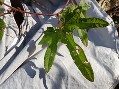 Passiflora adenopoda