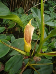Montrichardia