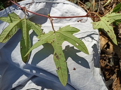 Passiflora adenopoda