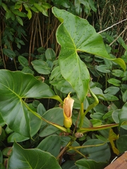 Montrichardia