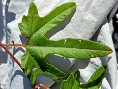 Passiflora adenopoda