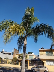 Syagrus romanzoffiana