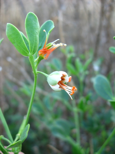Zygophyllum fabago L.
