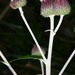 Ptilostemon greuteri - Photo (c) Riccardo Guarino, algunos derechos reservados (CC BY), subido por Riccardo Guarino