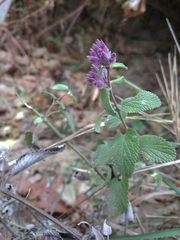 Nepeta racemosa