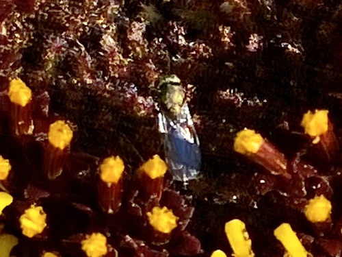iNaturalist observation photo of Chalcidoid Wasps