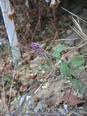 Nepeta racemosa