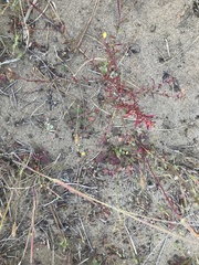 Camissonia strigulosa