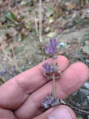 Nepeta racemosa