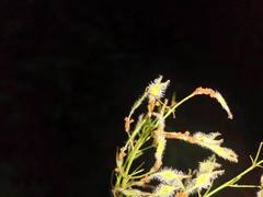 Ulmus mexicana