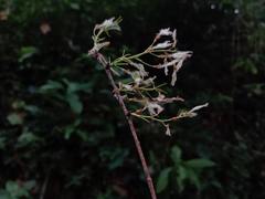 Ulmus mexicana