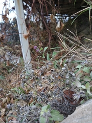 Nepeta racemosa