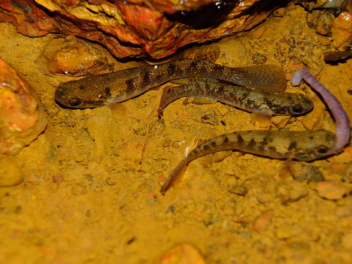 Fire rivulus (Anablepsoides igneus) — Rivulidae — 5