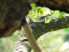 Campylorhynchus nuchalis