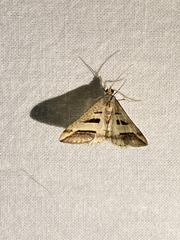 Chiasmia subcurvaria