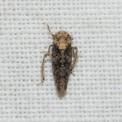 Paraphlepsius collitus