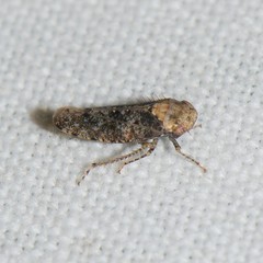 Paraphlepsius collitus