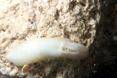 Macroschisma productum