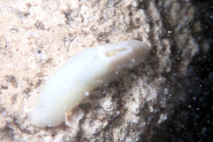 Macroschisma productum