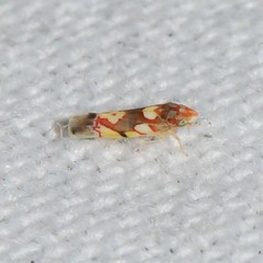 Erythroneura elegans