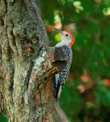 Melanerpes carolinus