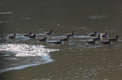 Branta canadensis parvipes