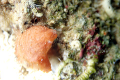 Pyura fissa