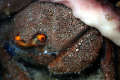 Austrodromidia octodentata