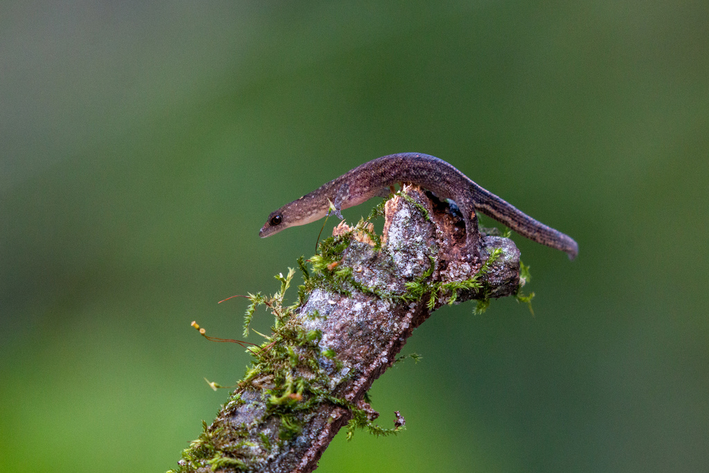 Meridian Gecko